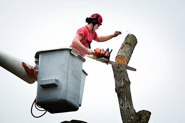Reliable Hillcrest, NY Tree Care Solutions
