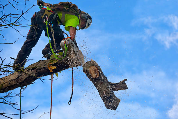 How Our Tree Care Process Works  in  Hillcrest, NY